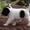 Chiot Landseer Faun et Combo z laderova